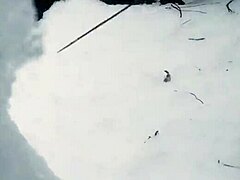 japanese white cat myaa’s snow sculpture art
