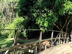 fascinating encounter behind trees in a public park.