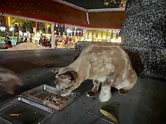 nothing to see here - not a crazy cat lady feeding stray cats in thailand d