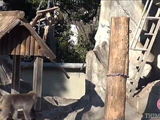 See Asian sweetie’s wild skills