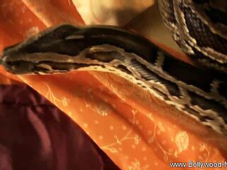 pakistani woman's sensual erotic show