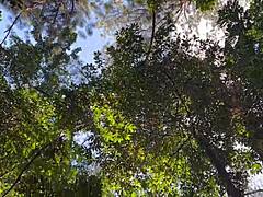 In the woods, she strips naked, looking so hot with her big ass and tiny tits. Just like a nymphet