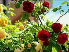 in this bangla sex story, a cute wife shares romantic fucking with her friend in part 2