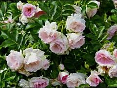 in this bangla sex story, a cute wife shares romantic fucking with her friend in part 2