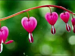 in this bangla sex story, a cute wife shares romantic fucking with her friend in part 2