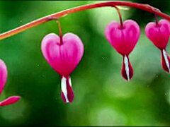 in this bangla sex story, a cute wife shares romantic fucking with her friend in part 2