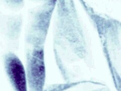 vintage erotic art captures timeless sensual allure